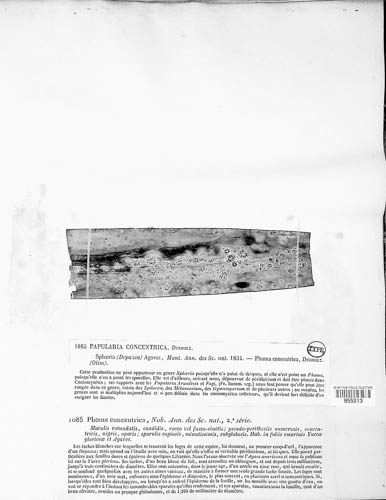 Papularia concentrica image